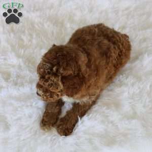 Archie, Miniature Poodle Puppy